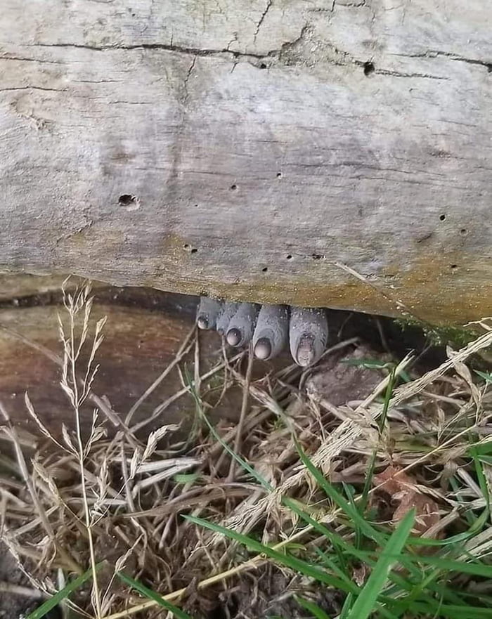 Fungi Xylania Polymorpha aka Dead man’s toes. Imagine stumbling upon this in the wild