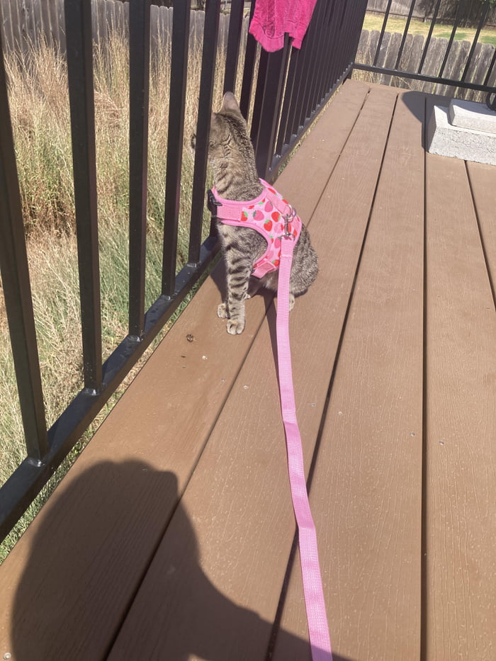 Surveyor of grass 9GAG