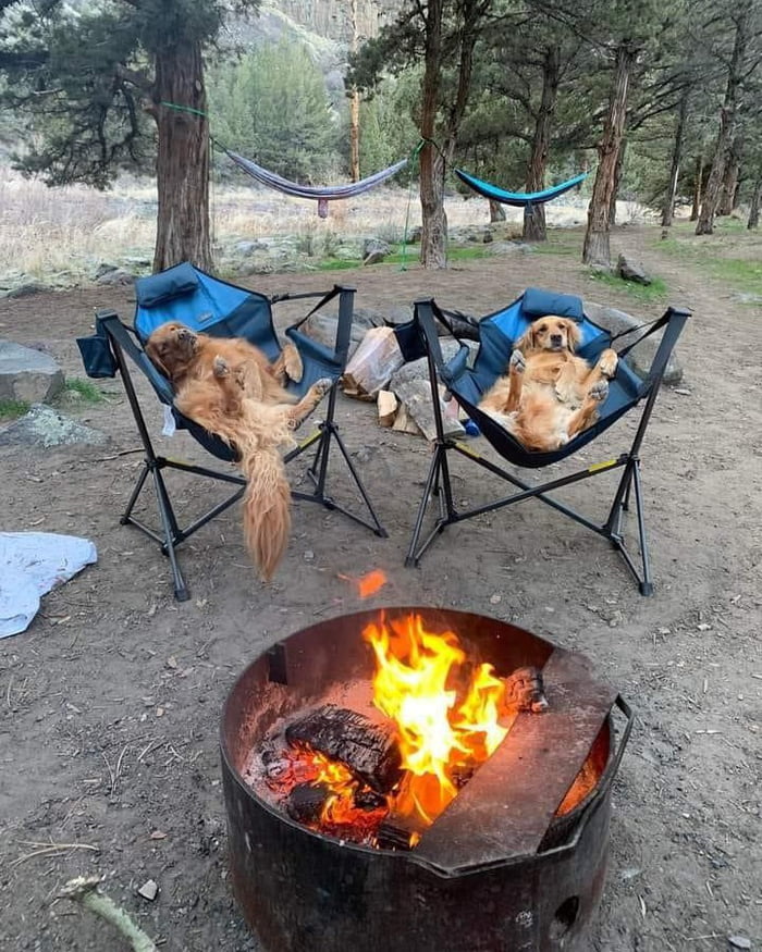 Golden retrievers camping 9GAG