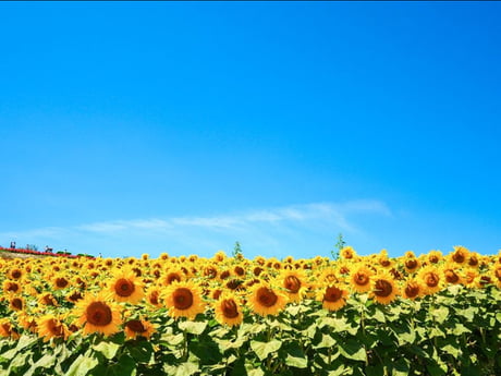 A field of sunflowers and a free blue sky, the Ukrainian flag. Sunflower war is truly a nice name for it. - 9GAG