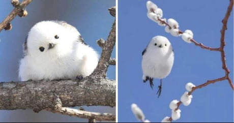 The Shima Enaga, a Japanese bird who looks like a ball of cotton. - 9GAG