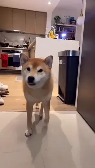 Shiba throws hotsell food bowl