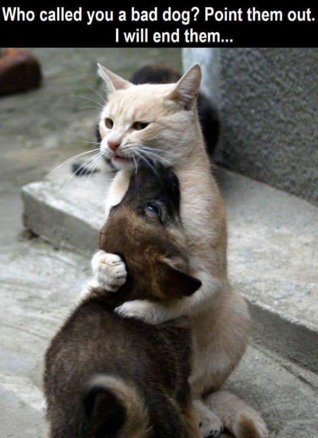 John Wick(Cat version)