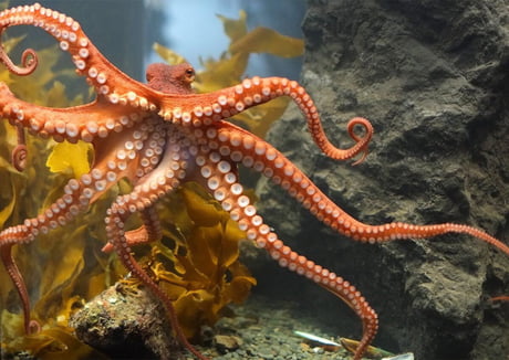 An octopus named Otto caused an aquarium power outage by climbing to the  edge of his tank and shooting a jet of water at a bright light that was  annoying him. He's