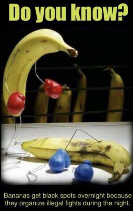 What's the number one rule of banana fight club!? - 9GAG