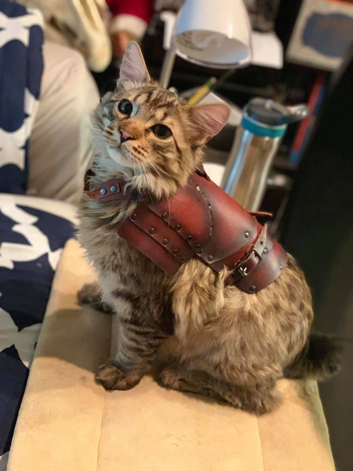 Khajiit has wares if you have coin