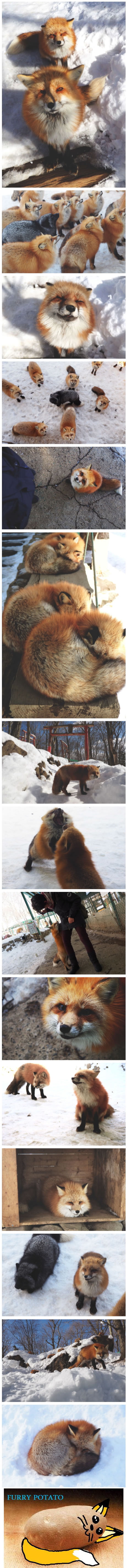 The Fox Village In Japan, The Fluffiest Place On Earth