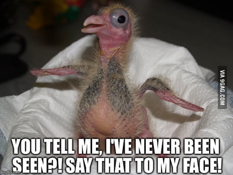 Baby Pigeon 9gag