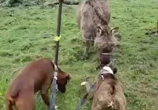 Dog Touches Electric Fence And Gets Laughed At 9gag Dog Touches Electric Fence And Gets Laughed At 9gag