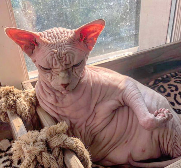 Meet Xherdan The Extra Wrinkly Sphynx Cat 9gag