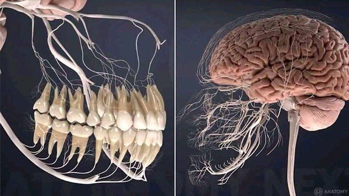 Nervous system in relation to teeth