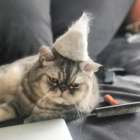 Pet Owners Turn Their Kitties' Fur Into Tiny Felted Hats For Cats