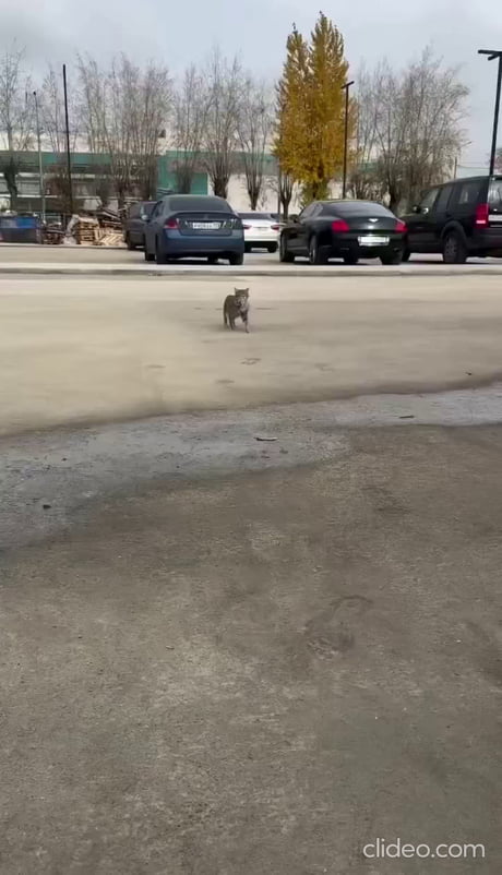 Momma cat introduces her only living kitten to human that was feeding her.