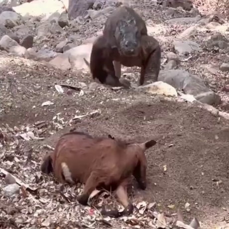 Komodo dragon (With a body length of up to three meters and a weight of over 70 kg, it is one of the largest reptiles)