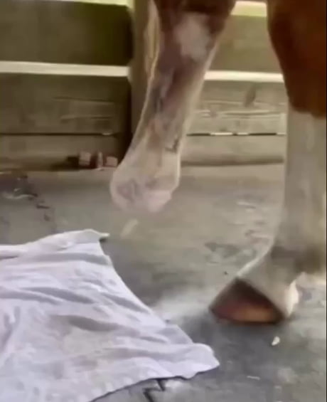 A horse with a new prosthetic leg, running free. Pure joy