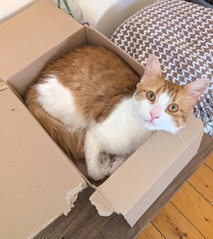 Just Cheebs and his box - 9GAG