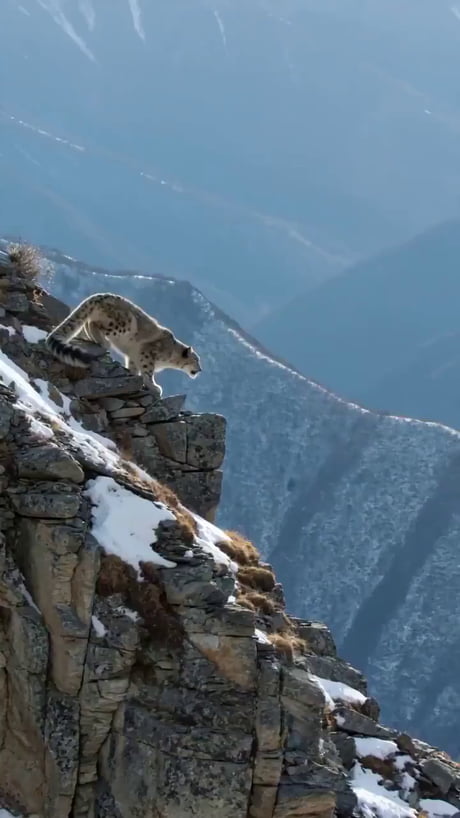 Snow Leopard Jump