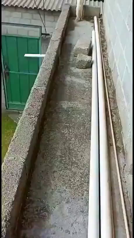 Cats will remember