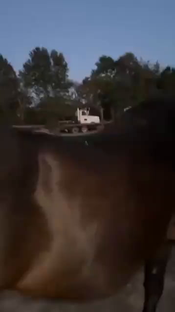 Brutal