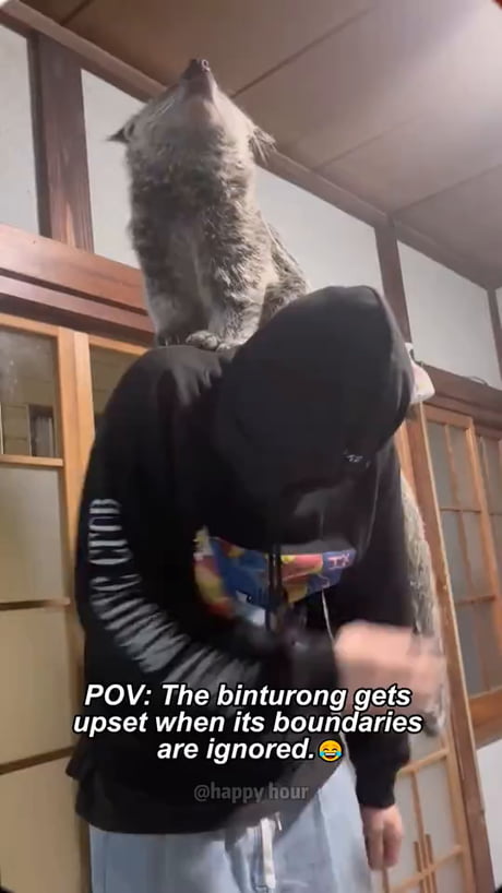 Binturong. The Bearcat.