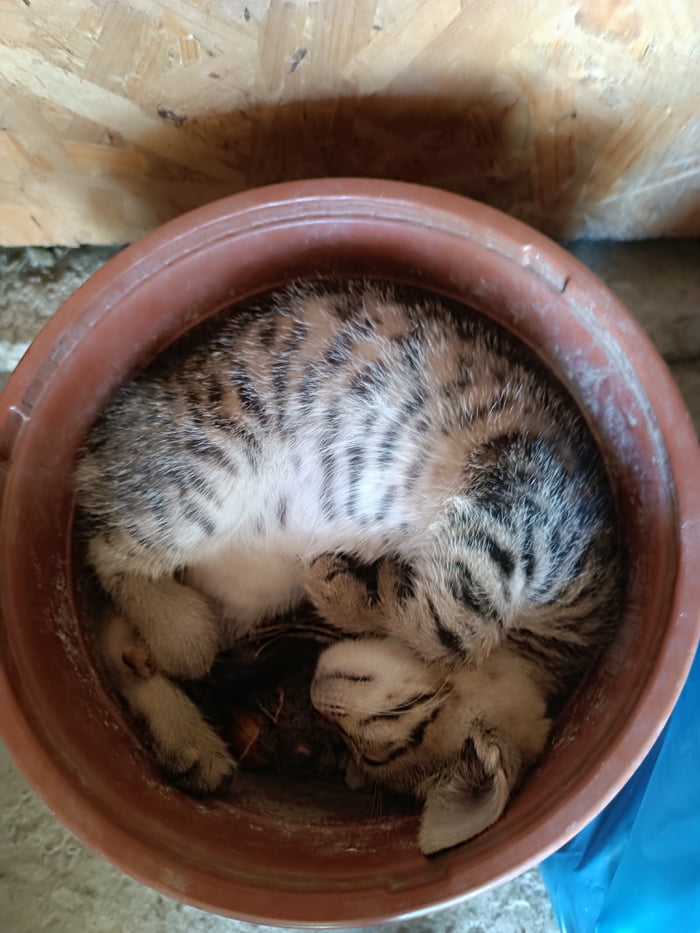 The kitten in the flowerpot.