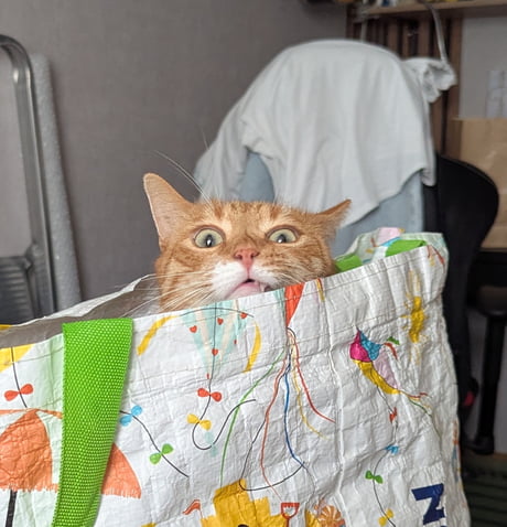 Best Funny bag Memes - 9GAG