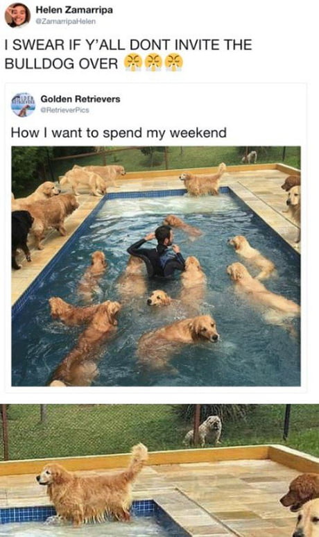 What dog parks look like for dogs