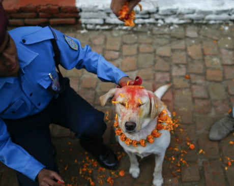 There is a festival in India and Nepal solely to thanking dogs for their  loyalty and friendship. Why don't we have one? - 9GAG