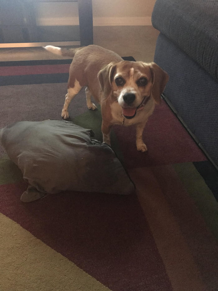 My 8 year old beagle girl showing her boyfriend who’s in charge