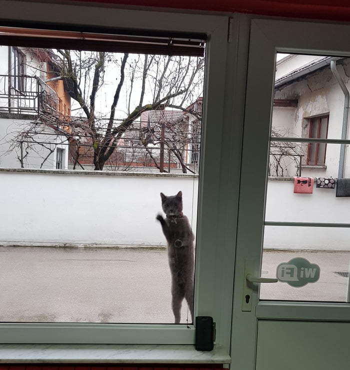 Hooman...let ne in