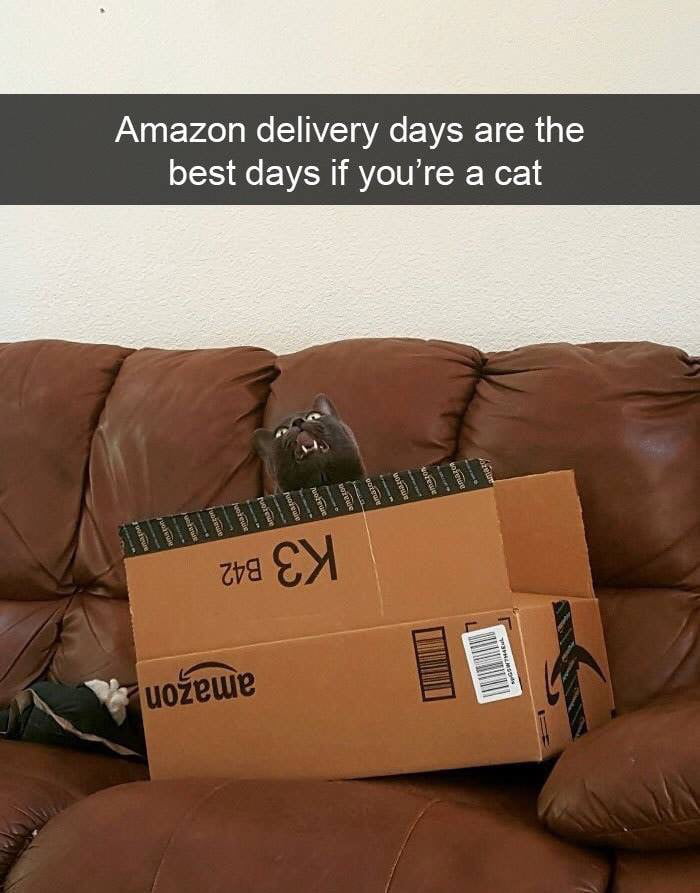 Cats being Cats