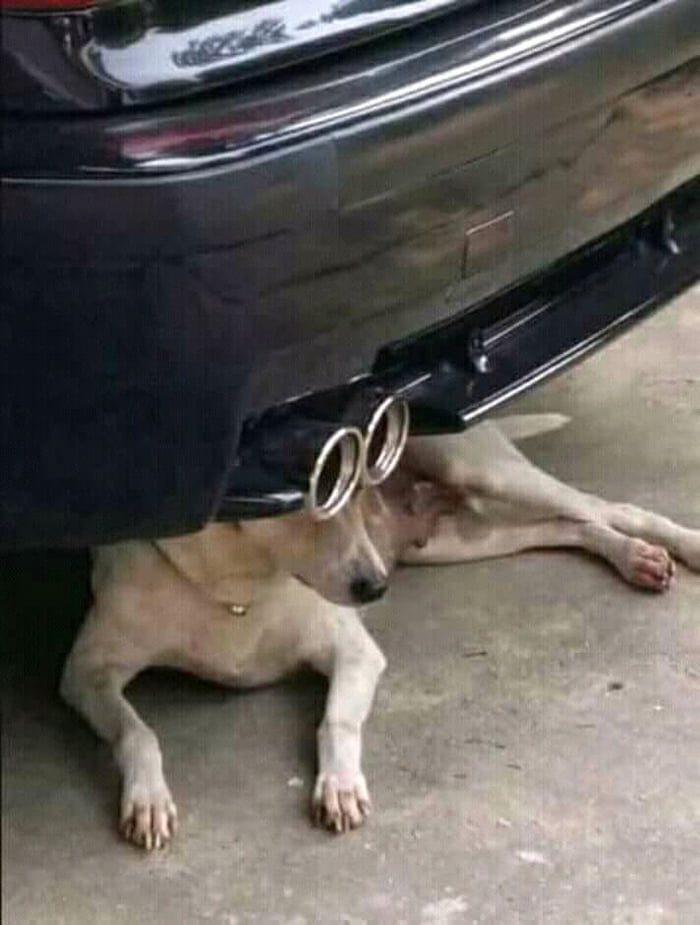 Cardog M.A.I