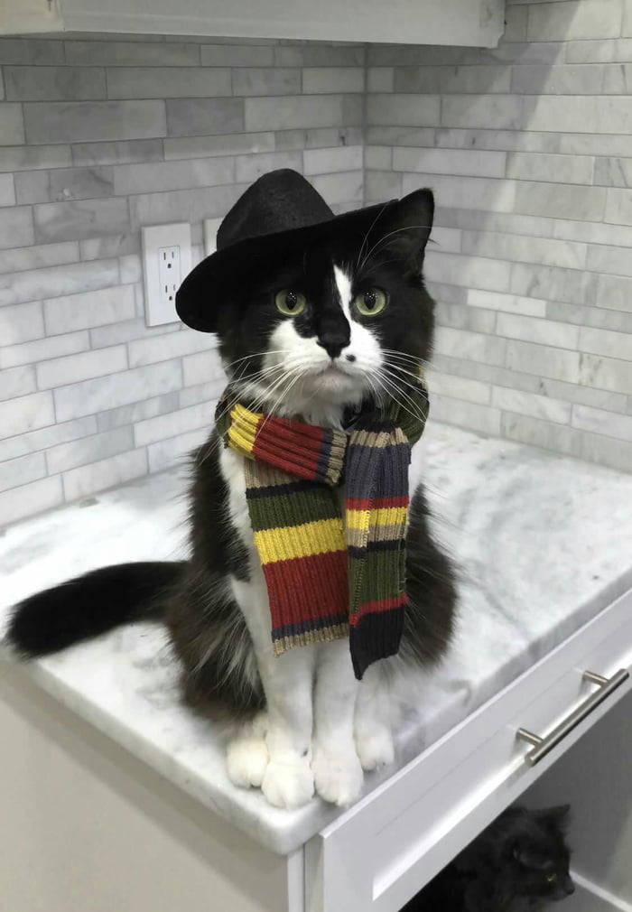 Doctor Meow
