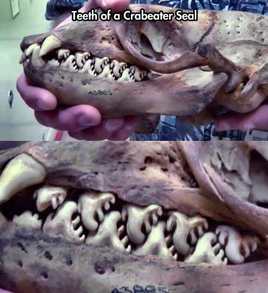 For your nope of the day