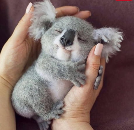 Have A Cute Koala Today 9gag - robux maniac koala