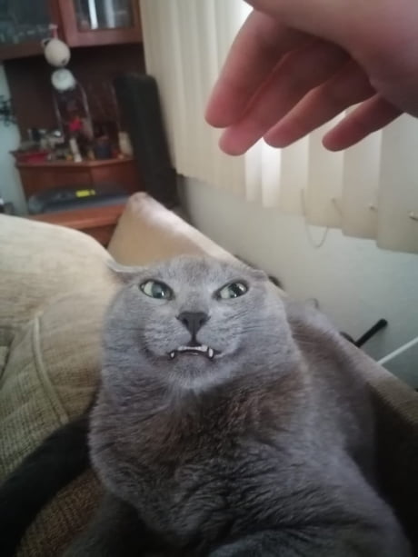 my cat loves me so much