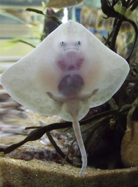 Baby stingrays look like tiny raviolis stuffed with tortured souls - 9GAG