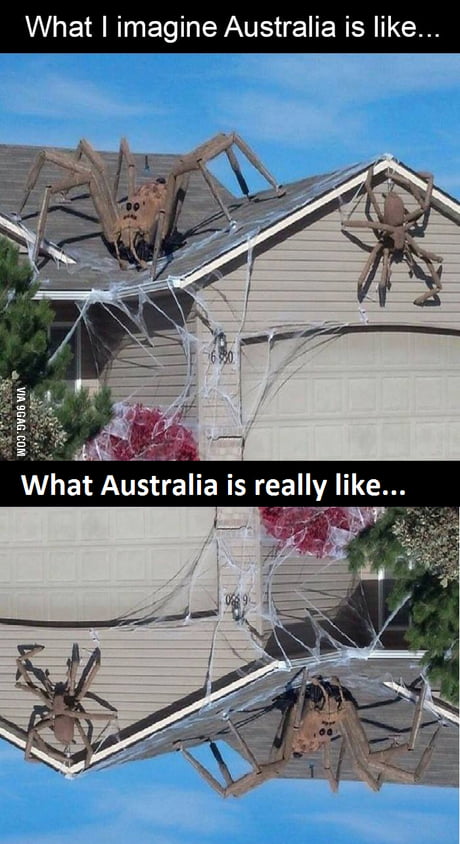 Spider season in Australia - 9GAG