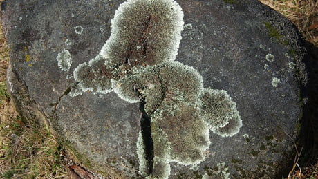 ecigsは勃起不全を引き起こしますか