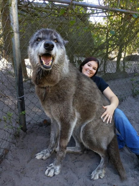 Here&#039;s another picture together with &quot;the giant wolf&quot; you guys saw.