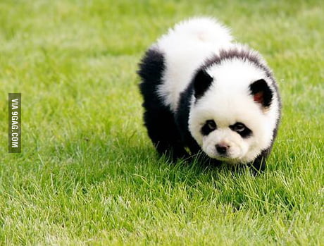 panda chow chows