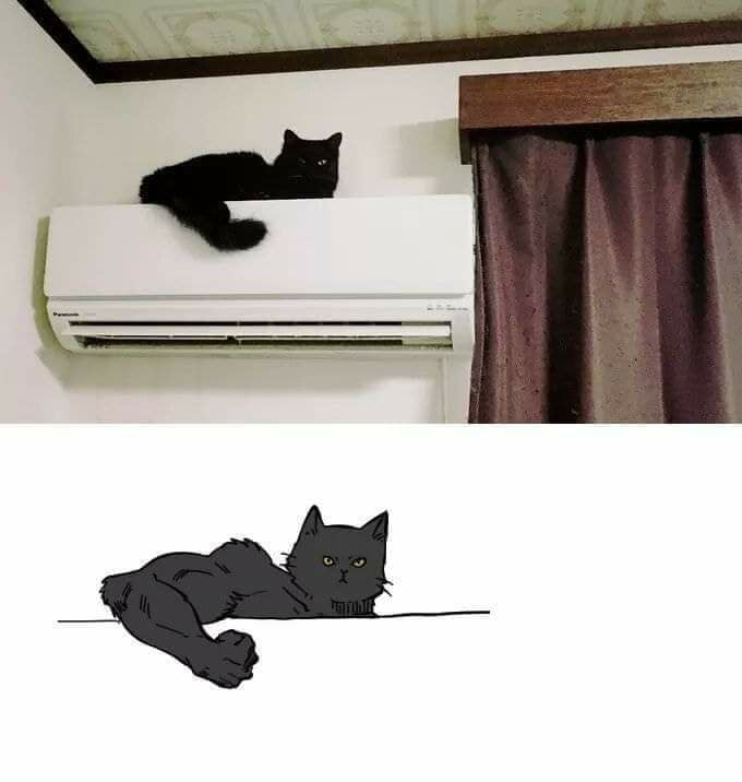 Meow meow n*gga