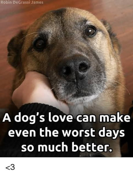 I Just Lost My Dog Today I Don T Know How I Ll Keep My Sht Together For The Next Days Without His Barking Every Morning Before I Leave For Work And As Soon