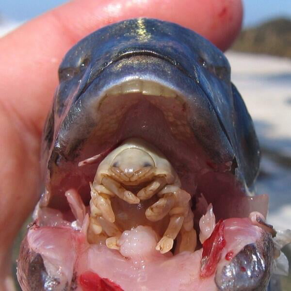 Parasite infects fish becomes tongue