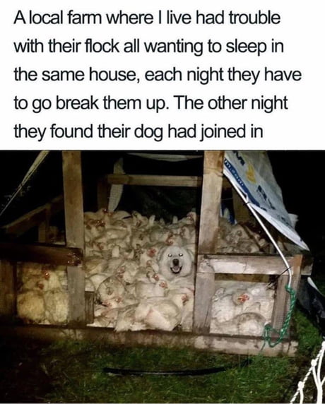 Absolute madlad