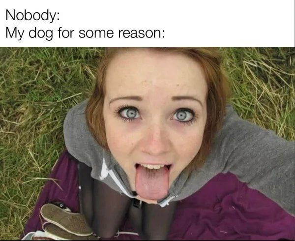 Ah dogs !