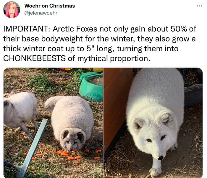 Chonkebeests