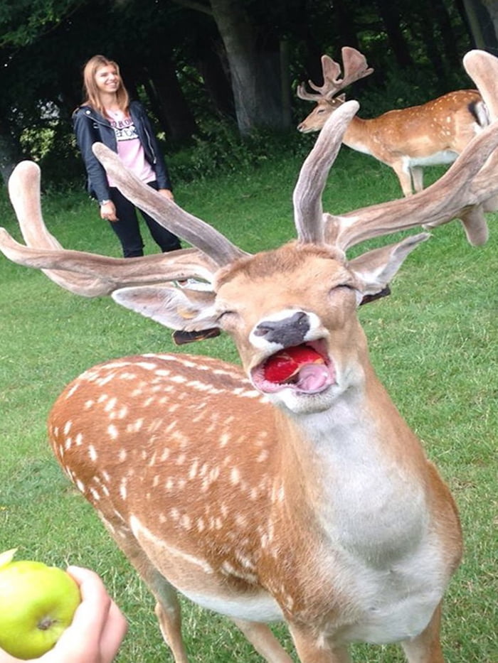 Deer eating an apple 9GAG