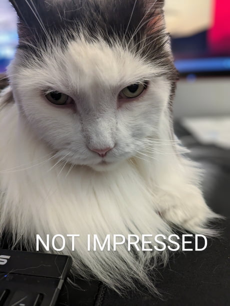 Not Impressed Cat Meme