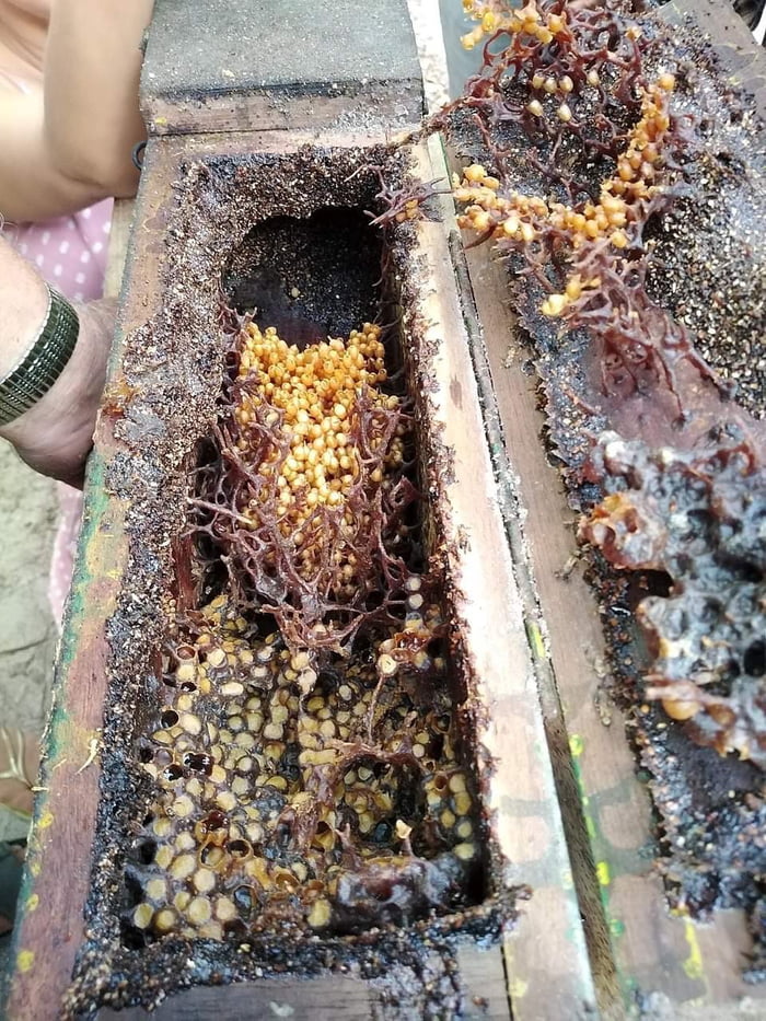 Vulture bees feed on rotting meat instead of nectar and their honey is called meat honey. This is their hive